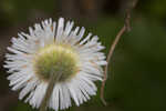 Oakleaf fleabane